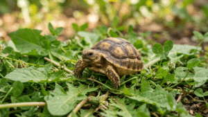 Most sulcata protein advice is written for adults. Learn exactly how much baby sulcata protein growing tortoises need.