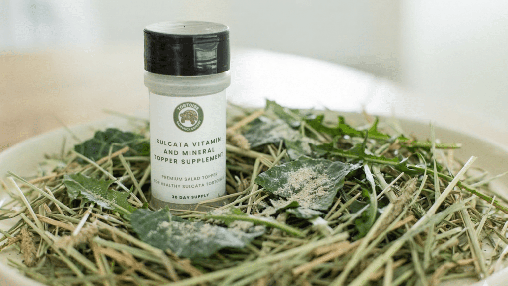 How to Care for a Sulcata Tortoise: What Most Care Guides Get Wrong 2 Learn how to care for a sulcata tortoise beyond the basics. Discover the critical mistakes most guides miss — from humidity myths to nutrition gaps — and how to fix them.