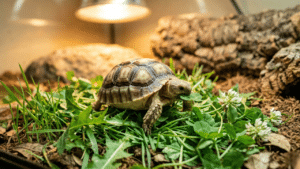 Baby Sulcata Nutrition: The Complete Feeding Guide for the First Year 2 Get baby sulcata nutrition right from day one. Diet ratios, foods to avoid, supplements, hydration, and feeding schedule