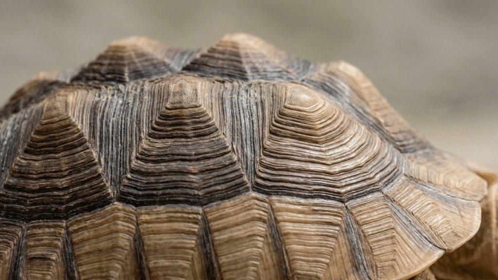 Sulcata shell pyramiding has multiple causes — and single-factor fixes rarely work. Learn what actually drives it and how to stop progression.