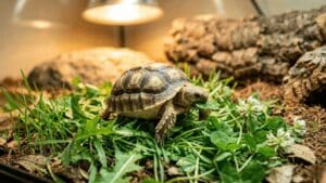 Get baby sulcata nutrition right from day one. Diet ratios, foods to avoid, supplements, hydration, and feeding schedule