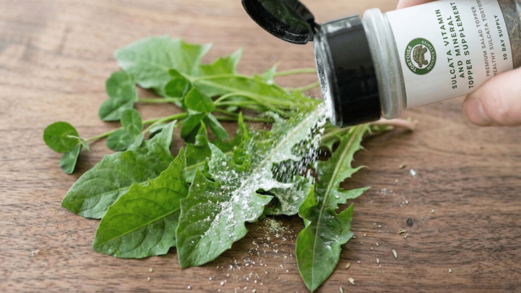 Picky Sulcata Tortoise? Why the Food Is Rarely the Real Problem 5 Dealing with a picky sulcata tortoise? Learn why selective eating is usually a symptom — and the step-by-step strategies that actually fix it.