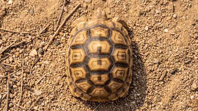 This complete sulcata tortoise size guide covers growth rates by age, healthy vs. rapid growth, housing transitions, and what drives adult size.