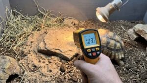Get sulcata tortoise temperature and humidity right at every life stage. This complete guide covers targets, thermal gradients and more.