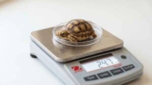 This complete baby sulcata growth guide gives you month-by-month targets, a diagnostic table, and specific dietary fixes for every growth problem.
