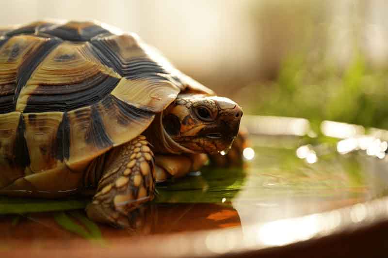 Shell Conditioning
