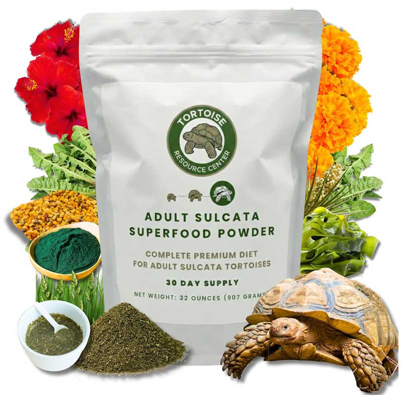 Adult Sulcata Superfood