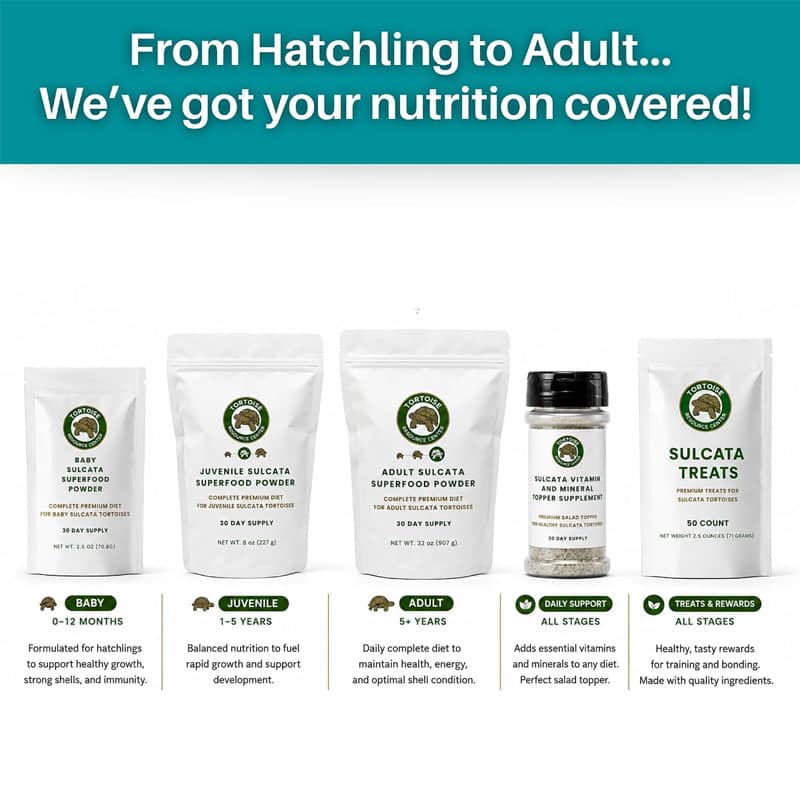 Adult Sulcata Superfood