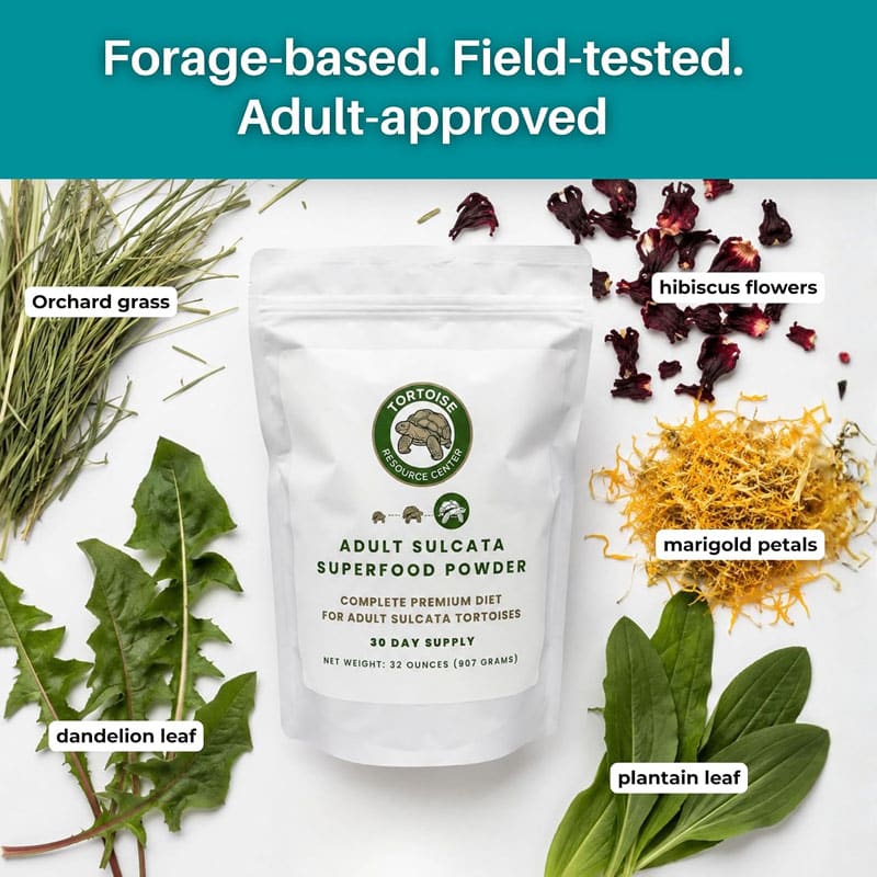 Adult Sulcata Superfood