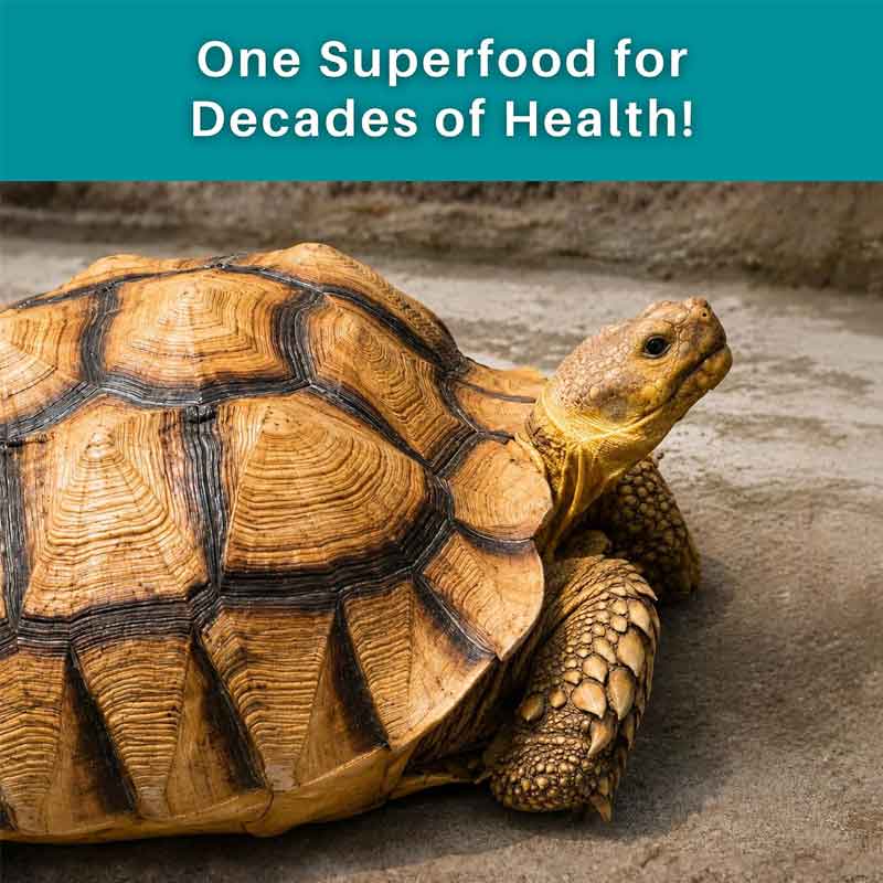 Adult Sulcata Superfood