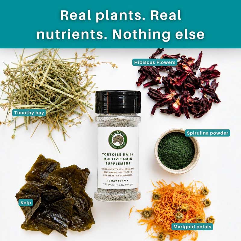 Tortoise Daily Multivitamin Supplement