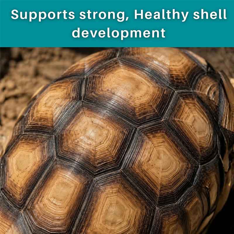 Tortoise Daily Multivitamin Supplement